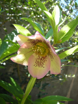 c0145209_163021.jpg