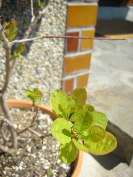 c0145209_1631083.jpg