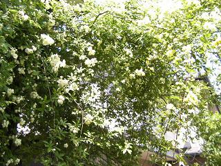 c0204121_130572.jpg
