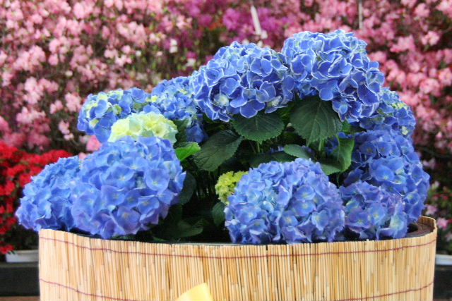 e0064133_046139.jpg