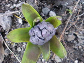 c0153444_6572981.jpg