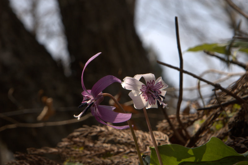 d0098057_3381977.jpg