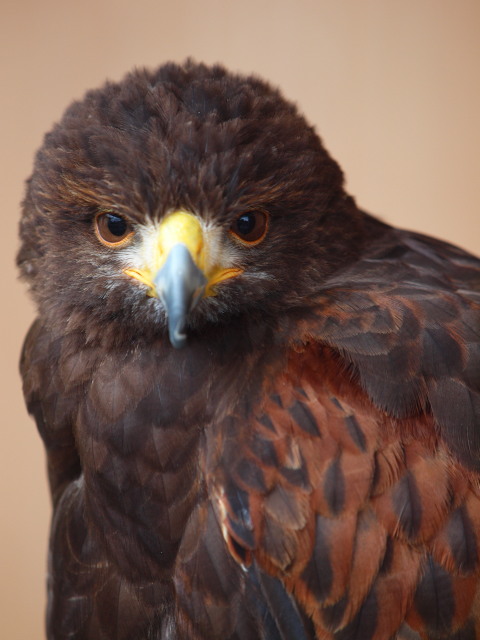 c0186760_375729.jpg