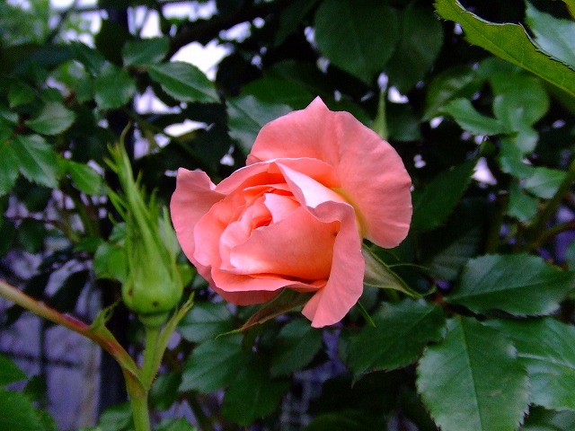 a0104162_21245226.jpg