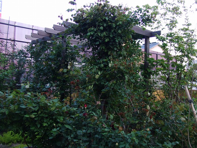 a0104162_21252621.jpg