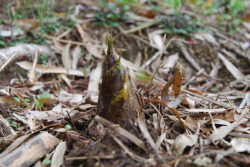 f0054373_11241186.jpg