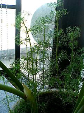 f0054677_8453771.jpg