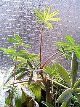 f0054677_8455561.jpg