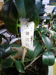 c0204385_062689.jpg