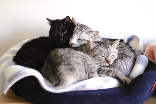 ぎゅうぎゅう 猫ベッドに盛り合わさる縞縞兄妹と小娘