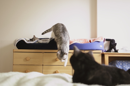 移動し始めた 猫ベッドから移動するお坊ちゃんを見つめる小僧