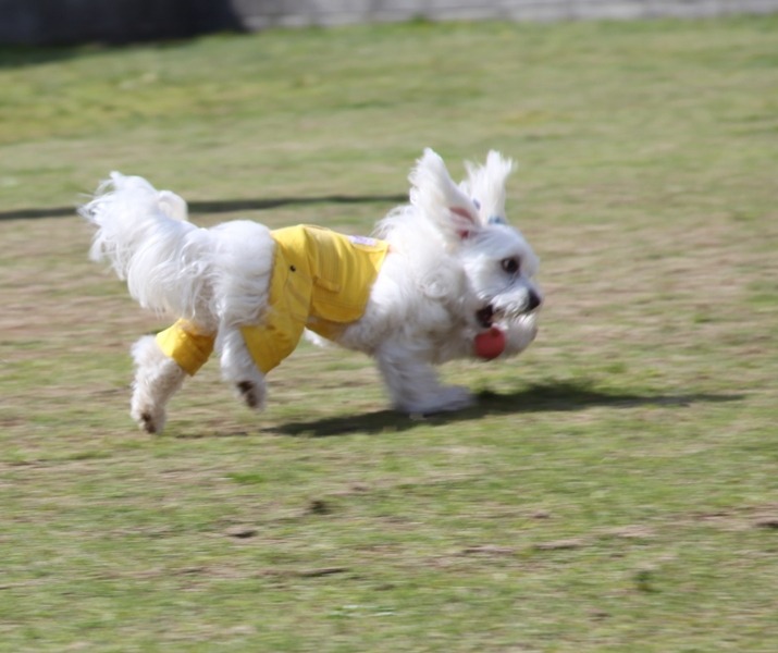 c0041207_9494537.jpg