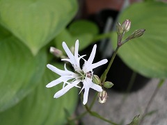 c0190010_213106.jpg