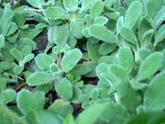 c0190010_2183521.jpg