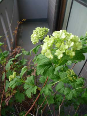 b0162732_20444129.jpg