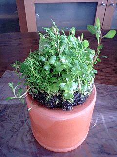 d0048332_10195241.gif