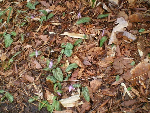 c0042847_225381.jpg