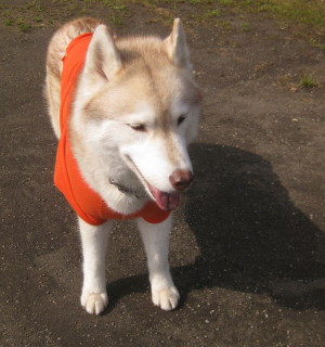 e0121548_22353694.jpg