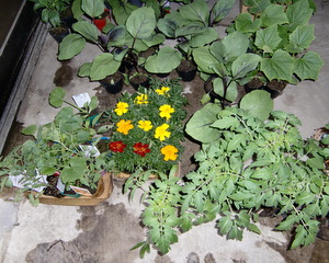 b0172951_20513774.jpg