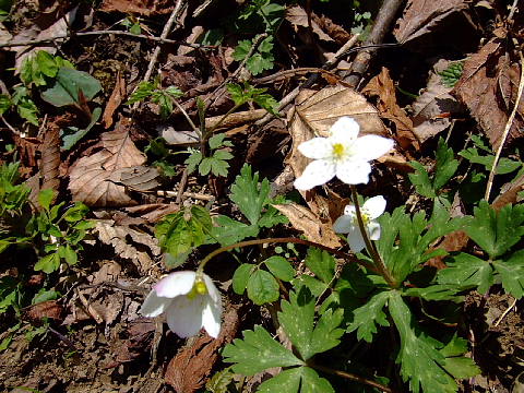 c0022275_20333657.jpg