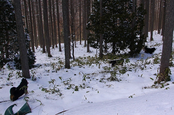 c0149178_15504127.jpg