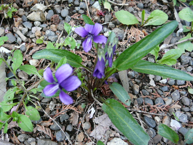 e0145782_1803386.jpg