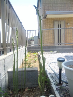 c0201113_20542753.jpg