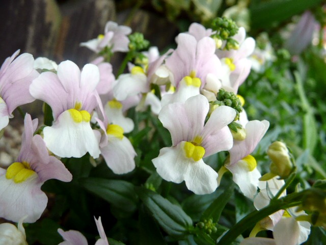 f0188413_0291393.jpg
