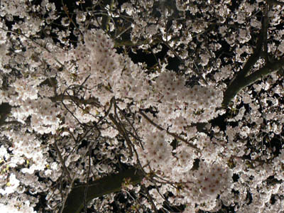 e0148120_2355572.jpg