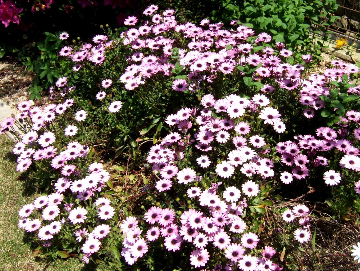 c0020725_15482172.jpg