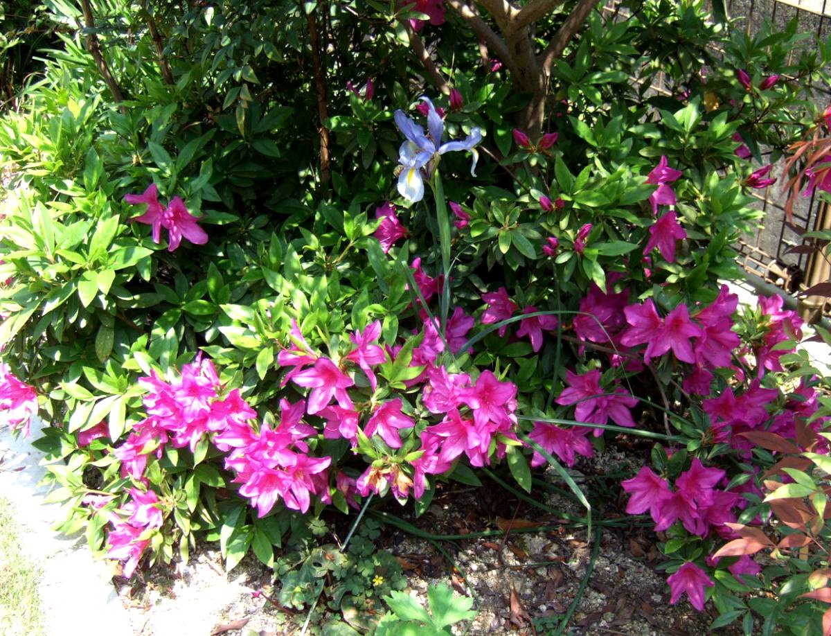 c0020725_15485664.jpg