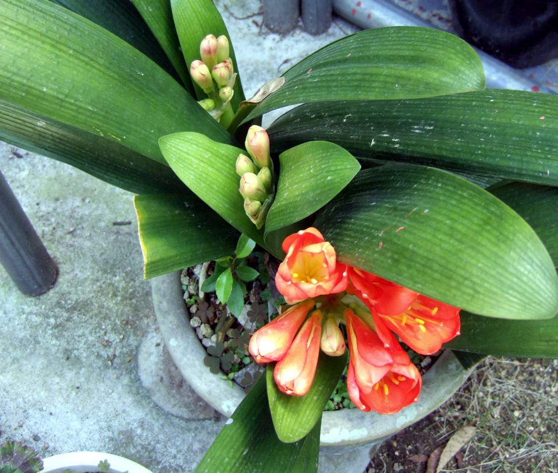 c0020725_1548699.jpg
