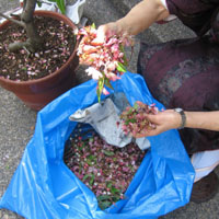 d0033734_2355100.jpg