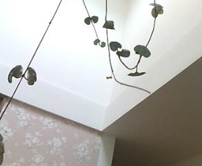 e0150849_8234061.jpg