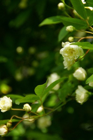 d0083761_2281460.jpg