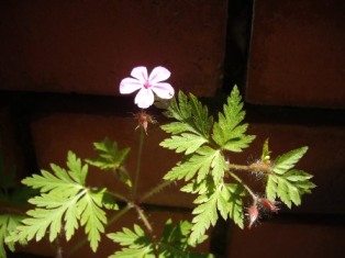 e0096862_2343611.jpg