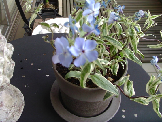 a0045768_9213868.jpg