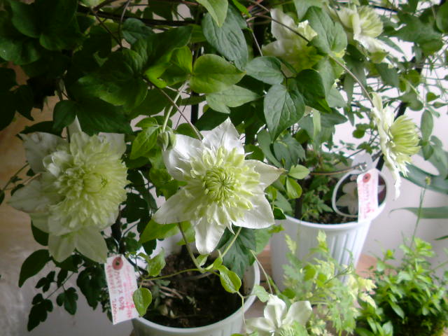 f0220768_12364627.jpg