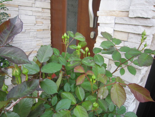 c0202870_9301229.jpg