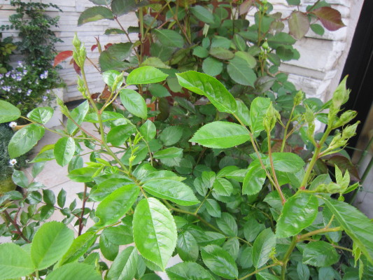 c0202870_9302937.jpg