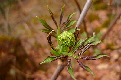 f0182173_10522151.jpg