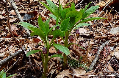 f0182173_1052513.jpg