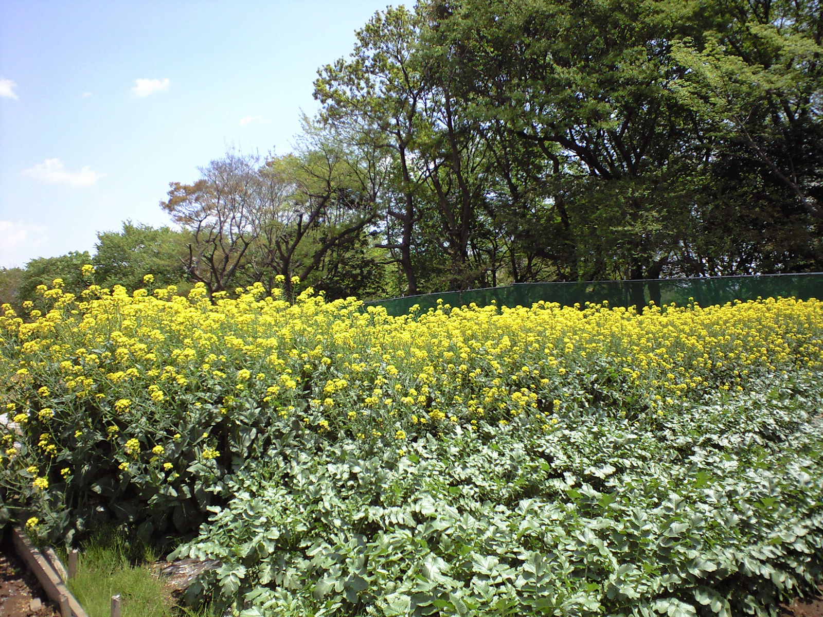 a0152078_22361665.jpg
