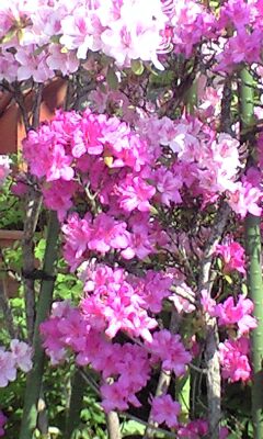 a0152078_22415878.jpg