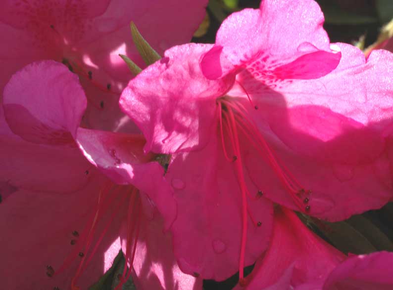 b0057679_97246.jpg