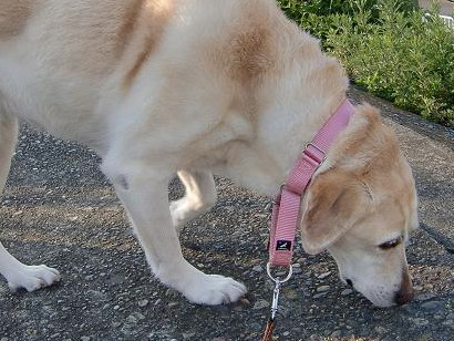 c0028792_2329861.jpg