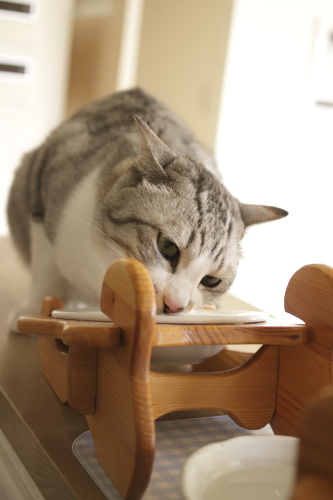 がつがつ がつがつ食べるお坊ちゃん
