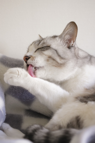 夜は何かな~ プレッシャーをかけるお坊ちゃん