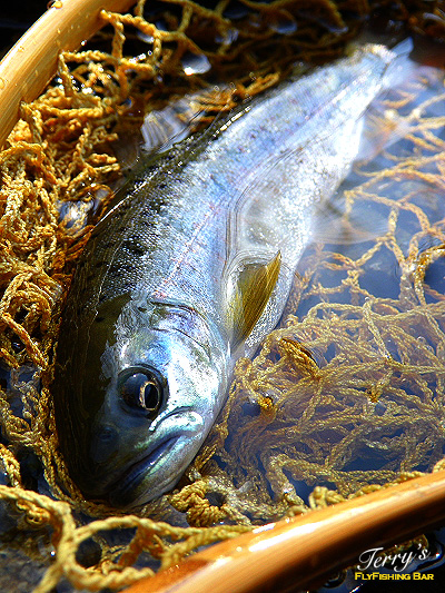 e0009009_99129.jpg