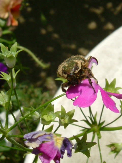 b0147710_14131793.jpg